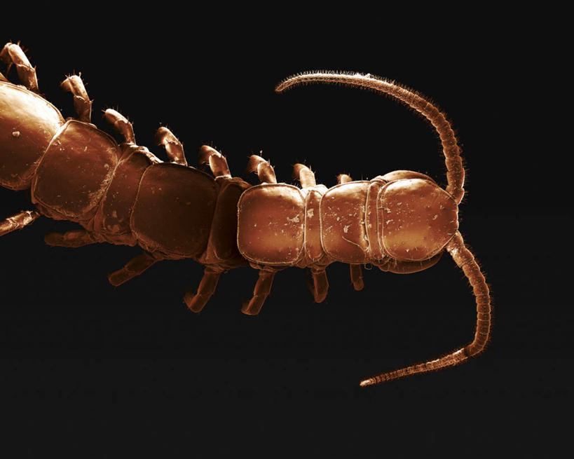 脚,无人,横图,俯视,室内,特写,白天,仪器,黑色背景,检查,反射,分析,科学,触须,显微镜,注视,一只,动物,观察,看,清晰,探索,放大,观看,仔细,透镜,察看,毛发,凸透镜,聚焦,有毒,关注,节肢动物,足,蜈蚣,光学,清楚,百脚,百足虫,天龙,半身,彩图,高角度拍摄