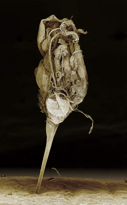 无人,竖图,俯视,室内,特写,白天,仪器,蜜蜂,黑色背景,检查,反射,分析,科学,尾巴,昆虫,显微镜,注视,一只,动物,观察,看,清晰,探索,放大,观看,仔细,透镜,察看,凸透镜,聚焦,关注,益虫,光学,清楚,彩图,高角度拍摄,全身