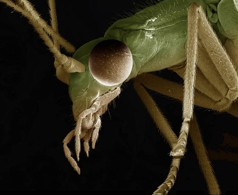 脚,无人,横图,俯视,室内,特写,白天,仪器,黑色背景,检查,反射,分析,科学,蜻蜓,昆虫,触须,显微镜,注视,一只,绿色,动物,观察,看,清晰,探索,放大,观看,仔细,透镜,察看,凸透镜,聚焦,关注,足,益虫,光学,清楚,蜻蛉,半身,彩图,高角度拍摄