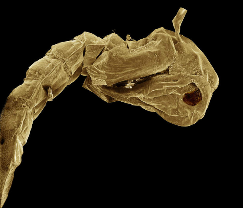 无人,横图,俯视,室内,特写,白天,仪器,蚊子,黑色背景,检查,反射,分析,科学,细菌,昆虫,显微镜,注视,一只,动物,观察,看,清晰,探索,放大,观看,仔细,透镜,察看,凸透镜,聚焦,关注,幼虫,病菌,光学,害虫,清楚,传染,四害,寻觅蚊,半身,彩图,高角度拍摄