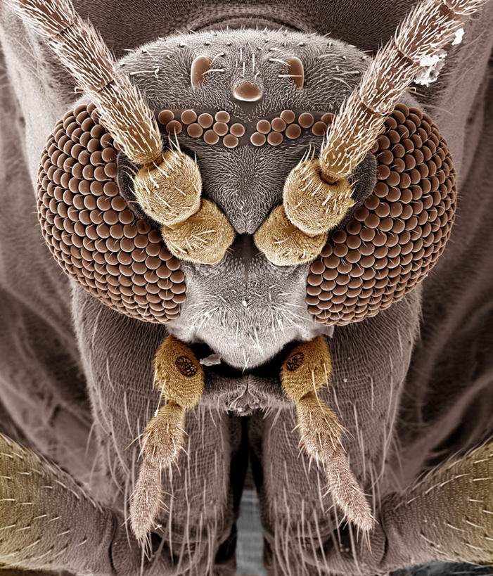 无人,竖图,俯视,室内,特写,白天,仪器,蚊子,黑色背景,检查,反射,分析,科学,细菌,昆虫,触须,显微镜,注视,一只,动物,观察,看,清晰,探索,放大,观看,仔细,透镜,察看,毛发,凸透镜,聚焦,关注,病菌,光学,害虫,清楚,传染,四害,寻觅蚊,半身,彩图,高角度拍摄