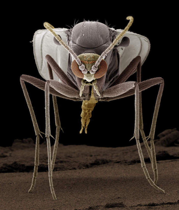 脚,无人,站,竖图,俯视,室内,特写,白天,仪器,蚊子,黑色背景,检查,反射,分析,科学,细菌,翅膀,昆虫,显微镜,注视,一只,动物,观察,看,站着,清晰,探索,放大,观看,仔细,透镜,察看,凸透镜,聚焦,关注,足,病菌,光学,害虫,清楚,传染,四害,寻觅蚊,站立,彩图,高角度拍摄,全身