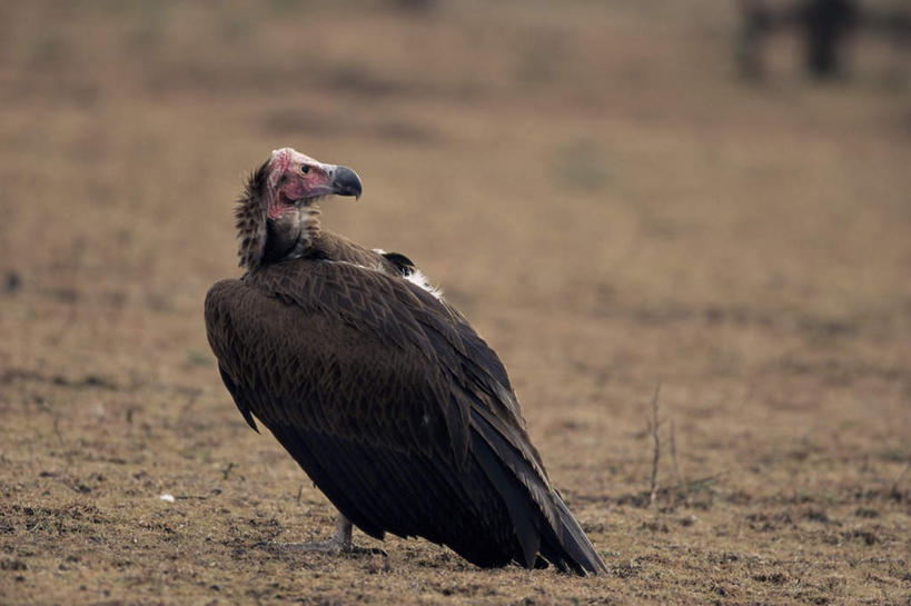 无人,站,横图,室外,白天,鸟,野生动物,阴影,光线,鸟类,秃鹫,影子,土地,扭头,注视,一只,背面,阳光,动物,观察,看,站着,转头,观看,察看,关注,凶猛,残暴,凶残,座山雕,秃鹰,狗头鹫,站立,彩图,全身