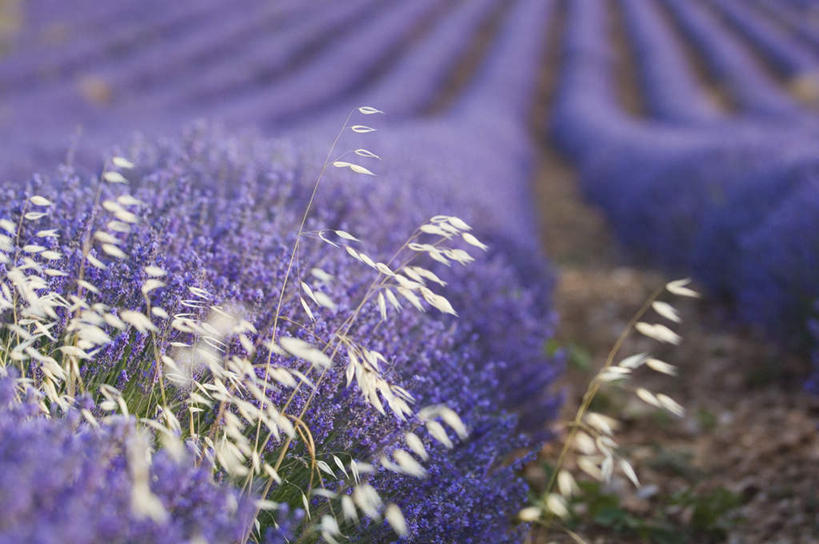 无人,横图,俯视,室外,白天,爱情,花海,花圃,石头,美景,植物,道路,路,叶子,法国,欧洲,一排,阴影,朦胧,模糊,整齐,盛开,光线,石子,影子,景观,小路,交通,浪漫,花蕾,花,花瓣,花朵,花卉,鲜花,排列,绿色,紫色,阳光,自然,香草,花丛,花束,花田,花苞,花蕊,薰衣草,景色,沃克吕兹省,队列,自然风光,呼吸,法兰西共和国,灵香草,黄香草,法兰西第五共和国,奇迹,普罗旺斯.阿尔卑斯.蓝色海岸,石块,彩图,高角度拍摄
