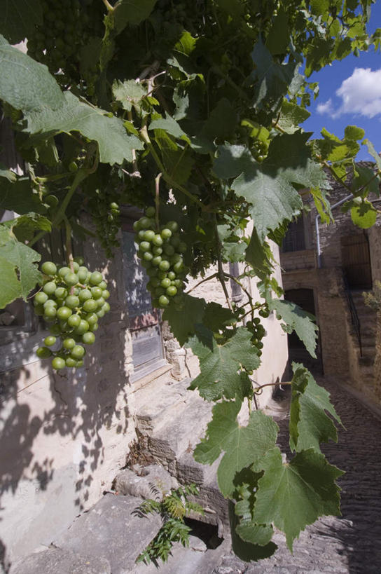 无人,竖图,室外,白天,正面,度假,美景,城市风光,城市,道路,路,葡萄,水果,法国,欧洲,许多,阴影,新鲜,光线,影子,墙,景观,云,云朵,小路,生食,食品,果实,交通,云彩,娱乐,墙壁,墙面,食物,蓝色,绿色,白云,蓝天,天空,阳光,天,享受,休闲,景色,放松,有机食品,绿色食品,晴朗,青春,生命,沃克吕兹省,和平,安详,法兰西共和国,法兰西第五共和国,冷色,普罗旺斯.阿尔卑斯.蓝色海岸,晴空,山葫芦,蒲桃,草龙珠,彩图