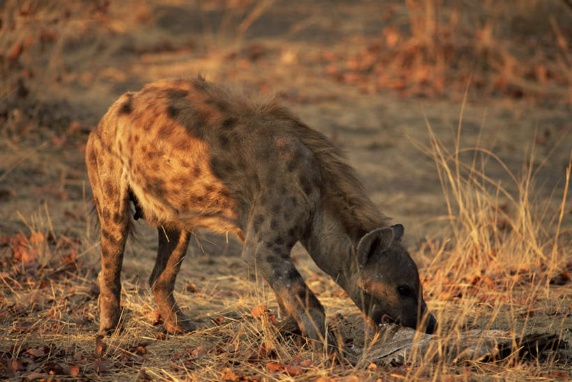 无人,站,横图,室外,白天,侧面,旅游,度假,美景,植物,狗,野生动物,叶子,非洲,博茨瓦纳,阴影,枯萎,光线,影子,景观,枯草,枯叶,落叶,注视,娱乐,草,一只,黄色,阳光,自然,动物,低头,观察,看,站着,享受,休闲,景色,放松,观看,察看,关注,自然风光,凶猛,鬣狗,斑点土狼,斑鬣狗,波札那,博茨瓦纳共和国,残暴,凶残,叶,叶片,站立,彩图,全身