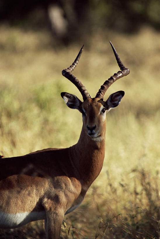 脸,头,脸颊,无人,站,竖图,室外,特写,白天,正面,旅游,度假,美景,植物,野生动物,羊,非洲,博茨瓦纳,南非,阴影,枯萎,光线,羚羊,影子,景观,枯草,注视,娱乐,草,一只,黄色,阳光,自然,动物,观察,看,站着,享受,休闲,景色,放松,可爱,活泼,观看,察看,关注,自然风光,跳羚,阿非利加洲,波札那,博茨瓦纳共和国,南非共和国,南非小羚羊,头部,脸部,脸蛋,面部,站立,半身,彩图