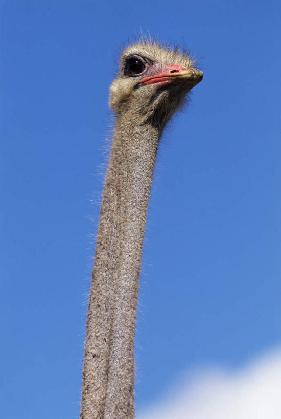 眼睛,嘴,脖子,眉毛,睫毛,无人,竖图,室外,特写,白天,仰视,旅游,度假,美景,鸟,鸵鸟,瞳孔,阴影,光线,鸟类,影子,景观,娱乐,蓝色,蓝天,天空,阳光,自然,天,享受,休闲,景色,放松,眼部,晴朗,自然风光,万里无云,美洲鸵鸟,美洲鸵,脖,睫,颈,颈部,口,口腔,眉,眼,眼睫毛,眼眉,嘴巴,嘴唇,晴空,晴空万里,半身,彩图,低角度拍摄,眼眉毛