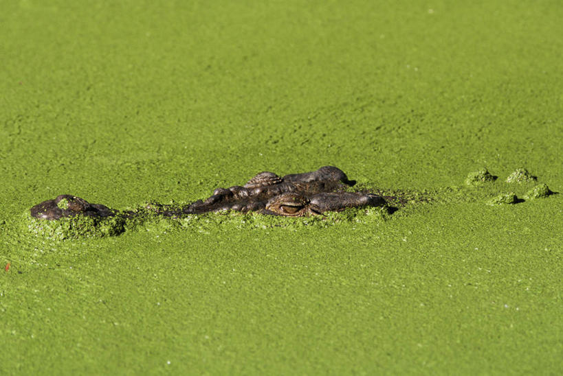 无人,横图,室外,特写,白天,侧面,旅游,度假,湖,湖泊,美景,水,鳄鱼,野生动物,澳大利亚,阴影,新鲜,光线,爬行动物,影子,湖面,景观,水流,水面,浮萍,注视,娱乐,一只,绿色,阳光,自然,动物,湖水,观察,看,享受,休闲,景色,放松,游,观看,青春,察看,生命,关注,自然风光,大洋洲,和平,安详,澳洲,凶猛,昆士兰州,南方大陆,澳大利亚联邦,昆士兰,冷色,残暴,凶残,半身,彩图