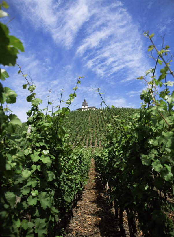 无人,家,果园,竖图,室外,白天,正面,旅游,度假,美景,山,山脉,田园,道路,路,德国,欧洲,一排,阴影,整齐,光线,影子,房屋,屋子,景观,山峰,云,云朵,小路,交通,山峦,云彩,娱乐,楼房,葡萄园,架子,住宅,排列,蓝色,白云,蓝天,天空,阳光,自然,庄园,群山,天,享受,休闲,景色,放松,乡间小路,晴朗,支撑,葡萄藤,固定,西欧,队列,自然风光,葡萄架,德意志联邦共和国,晴空,彩图,房子