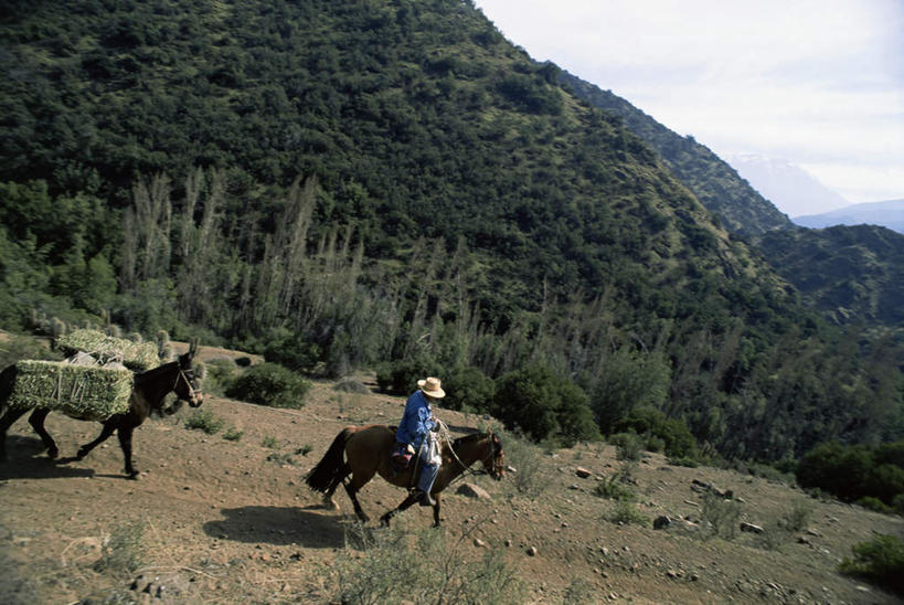 西方人,一个人,坐,横图,俯视,室外,白天,旅游,度假,美景,森林,山,山脉,树林,植物,马,野生动物,帽子,欧洲,智利,欧洲人,仅一个男性,仅一个人,仅一个中年男性,牵,阴影,服装,光线,草帽,影子,景观,山峰,云,云朵,山峦,云彩,注视,休闲装,娱乐,树,树木,衣服,蓝色,绿色,白云,蓝天,天空,阳光,自然,动物,群山,天,观察,看,两只,享受,休闲,休闲服,景色,南美,放松,可爱,运输,服饰,牲畜,活泼,生长,晴朗,成长,观看,牵着,察看,南美洲,拉丁美洲,关注,自然风光,美洲,驴,亚美利加洲,南亚美利加洲,智利共和国,驴子,野驴,男人,男性,中年男性,白种人,晴空,坐着,彩图,高角度拍摄,全身