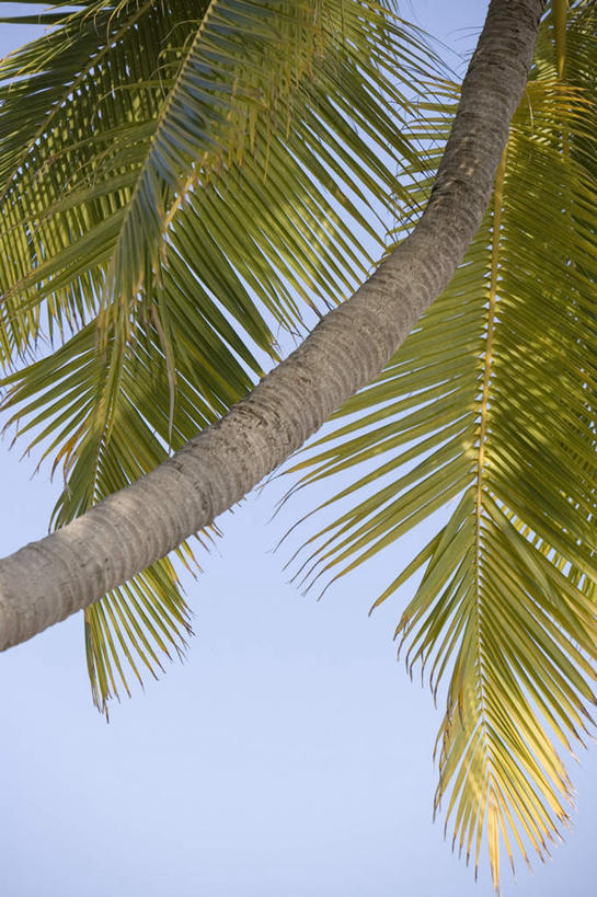 无人,竖图,室外,白天,仰视,旅游,度假,美景,植物,棕榈树,叶子,马尔代夫,亚洲,阴影,平静,光线,影子,景观,绿叶,树桩,娱乐,树,树干,树木,蓝色,绿色,蓝天,天空,阳光,自然,天,享受,休闲,嫩叶,木桩,景色,安静,放松,生长,晴朗,成长,宁静,炎热,印度洋,静谧,自然风光,南亚,棕榈叶,万里无云,镇静,马尔代夫共和国,冷静,沉静,恬静,安祥,僻静,清静,太平,酷热,燥热,马累岛,叶,叶片,晴空,晴空万里,彩图,低角度拍摄