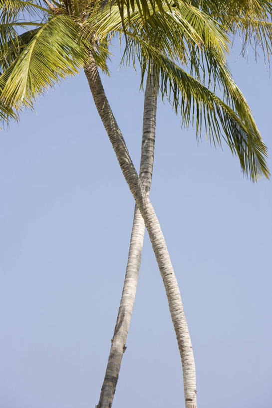 无人,竖图,室外,白天,仰视,旅游,度假,美景,植物,棕榈树,叶子,马尔代夫,亚洲,两棵,阴影,光线,影子,景观,绿叶,树桩,茁壮,娱乐,树,树干,树木,蓝色,蓝天,天空,阳光,自然,天,享受,休闲,嫩叶,木桩,景色,放松,茂盛,生长,晴朗,成长,繁茂,印度洋,自然风光,南亚,棕榈叶,万里无云,兴旺,马尔代夫共和国,昌盛,昌隆,畅旺,发达,蕃芜,繁盛,富强,隆盛,蓬勃,旺盛,兴隆,兴盛,郁勃,马累岛,叶,叶片,晴空,晴空万里,彩图,低角度拍摄