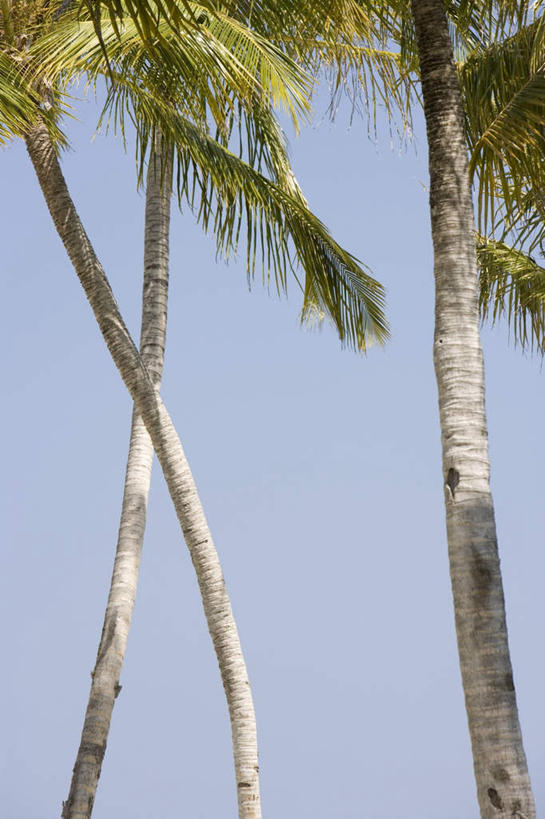 无人,竖图,室外,白天,仰视,旅游,度假,美景,植物,棕榈树,叶子,马尔代夫,亚洲,三棵,阴影,光线,影子,景观,绿叶,树桩,茁壮,娱乐,树,树干,树木,蓝色,蓝天,天空,阳光,自然,天,享受,休闲,嫩叶,木桩,景色,放松,茂盛,生长,晴朗,成长,繁茂,印度洋,自然风光,南亚,棕榈叶,万里无云,兴旺,马尔代夫共和国,昌盛,昌隆,畅旺,发达,蕃芜,繁盛,富强,隆盛,蓬勃,旺盛,兴隆,兴盛,郁勃,马累岛,叶,叶片,晴空,晴空万里,彩图,低角度拍摄
