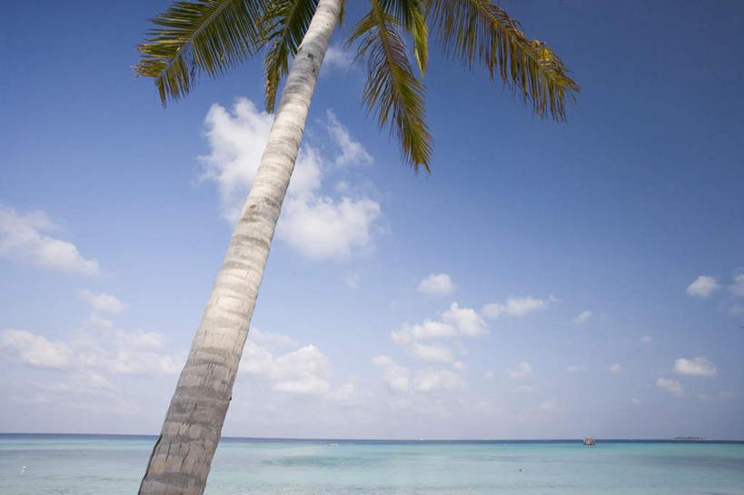 无人,横图,室外,白天,正面,旅游,度假,海浪,海洋,美景,植物,棕榈树,叶子,马尔代夫,亚洲,一棵,阴影,波纹,光线,影子,景观,浪花,云,云朵,绿叶,树桩,涟漪,茁壮,云彩,娱乐,树,树干,树木,蓝色,绿色,白云,倒影,蓝天,水纹,天空,阳光,自然,海水,波浪,天,享受,休闲,嫩叶,木桩,景色,放松,生长,晴朗,成长,倒映,印度洋,自然风光,南亚,海景,棕榈叶,水晕,马尔代夫共和国,反照,马累岛,叶,叶片,大海,风浪,海,海水的波动,近岸浪,涌浪,晴空,彩图