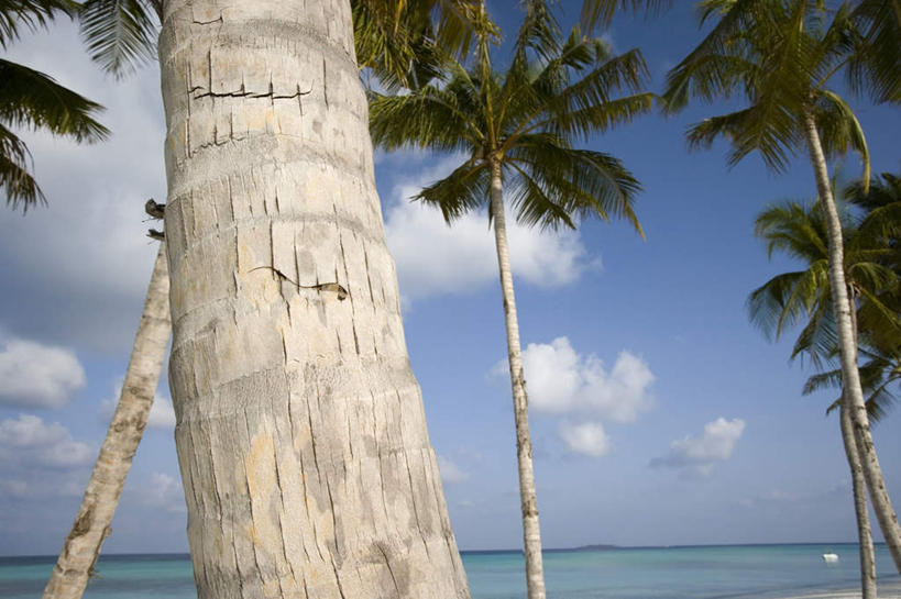 无人,横图,室外,特写,白天,正面,旅游,度假,海浪,海洋,美景,沙滩,树林,植物,棕榈树,叶子,马尔代夫,亚洲,许多,阴影,波纹,裂缝,裂痕,光线,纹路,沙子,纹理,影子,海岸,景观,浪花,云,云朵,绿叶,树皮,树荫,树桩,涟漪,沙地,很多,茁壮,云彩,娱乐,树,树干,树木,蓝色,绿色,白云,倒影,蓝天,水纹,天空,阳光,自然,海水,波浪,天,享受,休闲,嫩叶,木桩,景色,放松,茂盛,生长,晴朗,成长,炎热,繁茂,倒映,印度洋,自然风光,南亚,海景,棕榈叶,肌理,水晕,兴旺,马尔代夫共和国,昌盛,酷热,燥热,反照,昌隆,畅旺,发达,蕃芜,繁盛,富强,隆盛,蓬勃,旺盛,兴隆,兴盛,郁勃,马累岛,叶,叶片,大海,风浪,海,海水的波动,海滩,近岸浪,涌浪,晴空,彩图