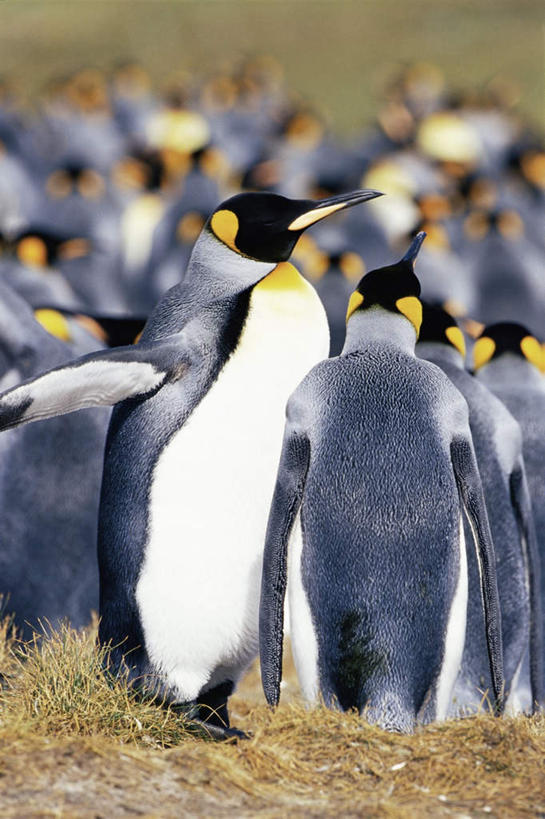 无人,站,竖图,室外,白天,侧面,旅游,度假,美景,植物,企鹅,野生动物,一群,许多,伸展,张开,展翅,阴影,枯萎,朦胧,模糊,光线,翅膀,影子,景观,枯草,很多,注视,娱乐,草,黄色,阳光,自然,动物,观察,看,站着,享受,休闲,景色,南美,放松,可爱,活泼,观看,察看,南美洲,拉丁美洲,关注,自然风光,美洲,帝企鹅,张开翅膀,亚美利加洲,南亚美利加洲,皇帝企鹅,福克兰群岛,展开翅膀,马岛,马尔维纳斯群岛,皇企鹅,站立,彩图,全身