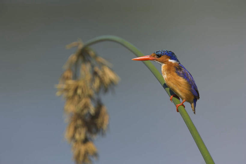 无人,动物园,站,横图,室外,白天,侧面,旅游,度假,美景,翠鸟,鸟,非洲,南非,阴影,朦胧,模糊,盛开,光线,鸟类,影子,景观,茎,花蕾,注视,娱乐,花,花瓣,花朵,鲜花,一只,阳光,自然,花苞,花蕊,观察,看,站着,享受,休闲,景色,放松,观看,察看,国家公园,关注,自然风光,克鲁格国家公园,阿非利加洲,德兰士瓦省,南非共和国,鱼虎,鱼狗,大翠鸟,站立,彩图,全身