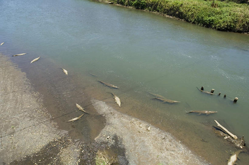 无人,横图,俯视,室外,白天,草地,草坪,海浪,海洋,美景,沙滩,植物,鳄鱼,野生动物,哥斯达黎加,许多,阴影,光线,爬行动物,沙子,影子,海岸,景观,浪花,沙地,注视,草,绿色,阳光,自然,海水,动物,观察,看,趴着,景色,观看,察看,北美,北美洲,猛烈,关注,自然风光,美洲,凶猛,海景,凶悍,美洲鳄,北亚美利加洲,亚美利加洲,勇猛,哥斯达黎加共和国,厉害,残暴,凶残,大海,风浪,海,海水的波动,海滩,近岸浪,涌浪,趴,彩图,高角度拍摄,全身