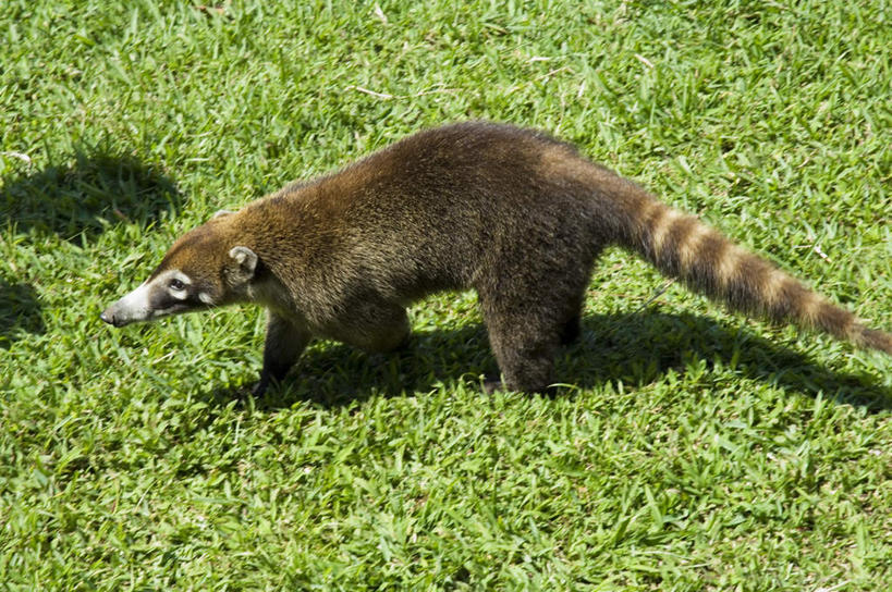 无人,站,横图,俯视,室外,白天,草地,草坪,美景,植物,野生动物,哥斯达黎加,阴影,光线,影子,景观,注视,草,一只,绿色,阳光,自然,动物,观察,看,站着,景色,可爱,活泼,观看,察看,北美,北美洲,关注,自然风光,美洲,浣熊,北亚美利加洲,亚美利加洲,哥斯达黎加共和国,白鼻豿,站立,彩图,高角度拍摄,全身