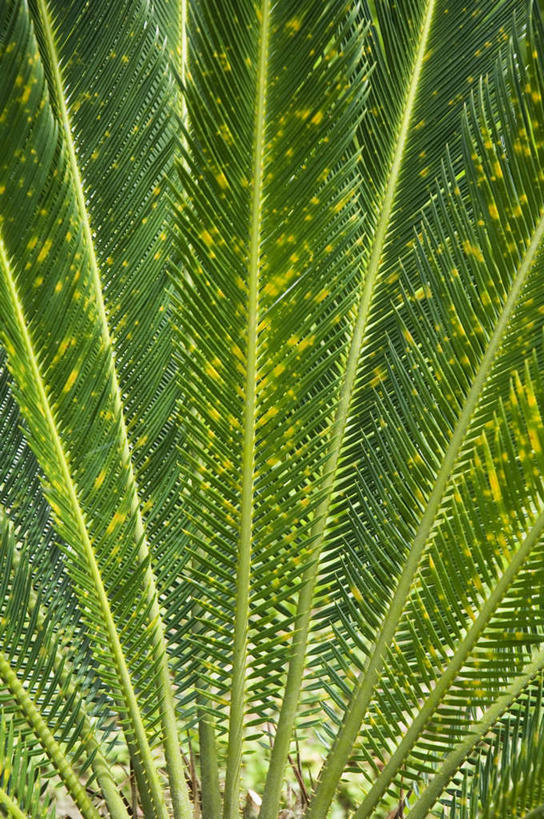 无人,竖图,室外,特写,白天,仰视,美景,叶子,哥斯达黎加,阴影,光线,影子,景观,绿叶,阳光,自然,嫩叶,景色,北美,北美洲,自然风光,美洲,棕榈叶,北亚美利加洲,亚美利加洲,哥斯达黎加共和国,叶,叶片,彩图,低角度拍摄