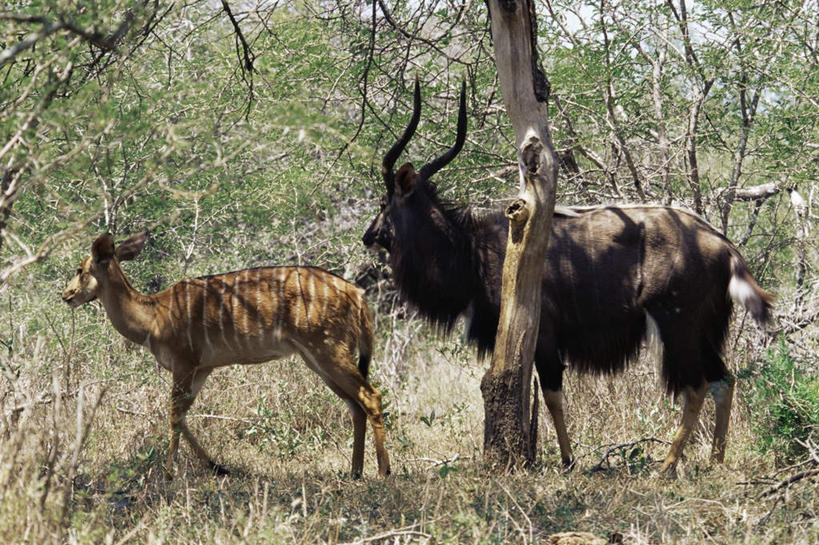 无人,家庭,站,横图,室外,白天,侧面,旅游,度假,美景,森林,树林,植物,野生动物,羊,非洲,南非,阴影,光线,羚羊,影子,景观,注视,娱乐,树,树木,绿色,阳光,自然,动物,观察,看,站着,两只,享受,休闲,温暖,温馨,一家人,景色,放松,可爱,活泼,生长,成长,观看,和睦,察看,关注,自然风光,警惕,阿非利加洲,南非共和国,戒备,警觉,警悟,警醒,南非林羚,夸祖鲁.纳塔尔省,站立,彩图,全身,融洽