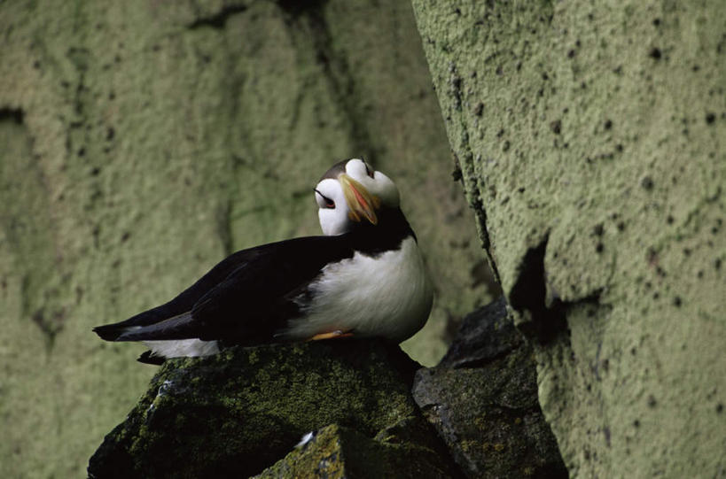 无人,站,横图,室外,白天,正面,旅游,度假,石头,美景,鸟,野生动物,美国,阴影,光线,鸟类,石子,影子,景观,注视,娱乐,一只,阳光,自然,动物,观察,看,站着,享受,休闲,景色,放松,可爱,活泼,观看,察看,北美,北美洲,关注,自然风光,美洲,阿拉斯加,阿拉斯加州,海鹦,海鹦鹉,善知鸟,海雀,北亚美利加洲,亚美利加洲,最后的边疆,午夜阳光之地,石块,站立,彩图,全身