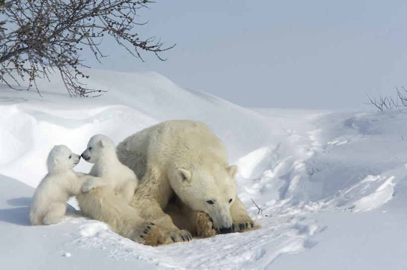 无人,家庭,横图,室外,白天,侧面,旅游,度假,美景,雪,大雪,北极熊,野生动物,熊,加拿大,积雪,景观,雪景,冬季,冬天,娱乐,自然,动物,享受,休闲,温暖,温馨,一家人,景色,放松,寒冷,三头,和睦,冰冷,北美,北美洲,自然风光,美洲,凶猛,北亚美利加洲,亚美利加洲,严寒,冰凉,酷寒,凛冽,凛凛,极冷,马尼托巴,马尼托巴省,曼尼托巴省,残暴,凶残,白熊,彩图,全身,融洽