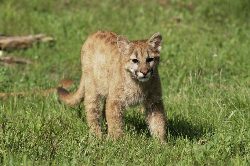 无人,走,横图,室外,白天,正面,旅游,度假,草地,草坪,美景,植物,哺乳动物,野生动物,狮子,美国,阴影,光线,影子,景观,注视,娱乐,草,一只,绿色,阳光,自然,动物,观察,看,享受,休闲,景色,放松,观看,察看,北美,北美洲,关注,自然风光,美洲,凶猛,美洲狮,明尼苏达州,北亚美利加洲,亚美利加洲,明尼苏达,北星之州,山狮,残暴,凶残,步行,散步,走路,彩图,全身