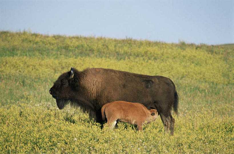 无人,家庭,站,横图,室外,白天,侧面,旅游,度假,草地,草坪,美景,植物,牛,野生动物,美国,两头,阴影,光线,影子,景观,注视,娱乐,草,蓝色,绿色,蓝天,天空,阳光,自然,动物,天,观察,看,站着,享受,休闲,温暖,温馨,一家人,景色,放松,晴朗,观看,和睦,察看,北美,北美洲,关注,自然风光,美洲,美洲野牛,凶猛,万里无云,北亚美利加洲,亚美利加洲,北达科他,北达科他州,苏族之州,金翼啄木鸟尾之州,美洲草原野牛,美洲犎牛,美洲平原野牛,残暴,凶残,晴空,晴空万里,野牛,站立,彩图,全身,融洽