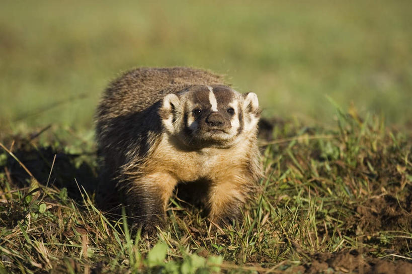 无人,站,横图,俯视,室外,白天,旅游,度假,草地,草坪,美景,植物,野生动物,美国,阴影,朦胧,模糊,光线,影子,景观,注视,娱乐,草,一只,绿色,阳光,自然,动物,观察,看,站着,享受,休闲,景色,放松,可爱,活泼,观看,察看,北美,北美洲,关注,自然风光,美洲,美洲獾,明尼苏达州,北亚美利加洲,亚美利加洲,明尼苏达,北星之州,狗獾,獾,站立,彩图,高角度拍摄,全身