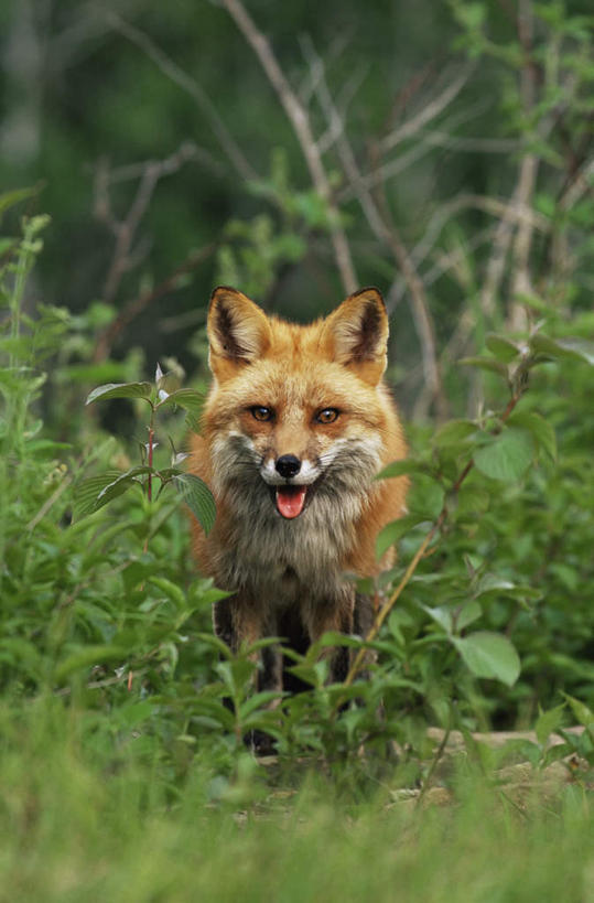 无人,坐,竖图,室外,白天,正面,旅游,度假,草地,草坪,美景,植物,狐狸,野生动物,美国,景观,注视,娱乐,吐舌头,草,树,树木,一只,绿色,自然,动物,观察,看,伸舌头,张嘴,享受,休闲,鬼脸,吐舌,景色,放松,生长,成长,观看,察看,北美,北美洲,关注,自然风光,美洲,狡猾,张大嘴巴,明尼苏达州,北亚美利加洲,亚美利加洲,明尼苏达,北星之州,狡诈,火狐,张开嘴,红狐,赤狐,草狐,坐着,彩图,全身