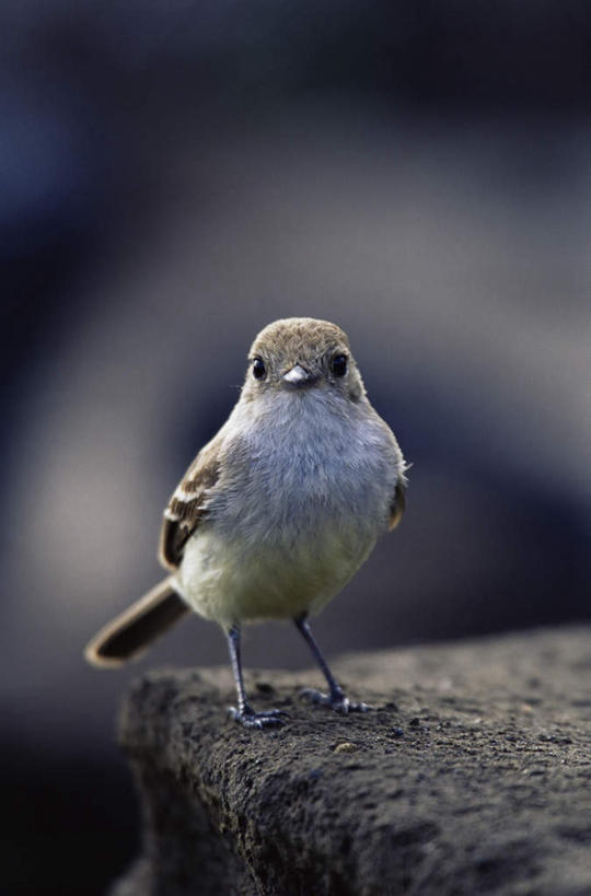 无人,站,竖图,室外,特写,白天,正面,旅游,度假,石头,美景,鸟,厄瓜多尔,阴影,朦胧,模糊,光线,鸟类,石子,影子,景观,注视,娱乐,一只,阳光,自然,观察,看,站着,享受,休闲,景色,南美,放松,观看,察看,南美洲,拉丁美洲,关注,自然风光,美洲,亚美利加洲,南亚美利加洲,厄瓜多尔共和国,京燕,石块,岩石,站立,彩图,全身