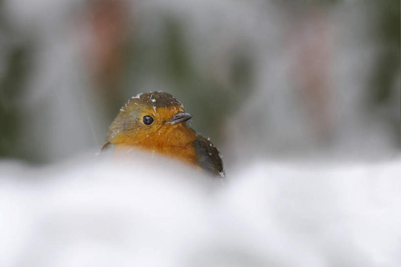 无人,站,横图,室外,特写,白天,正面,雪,大雪,鸟,英国,欧洲,朦胧,模糊,鸟类,知更鸟,积雪,雪景,冬季,冬天,扭头,注视,英格兰,一只,观察,看,站着,转头,寒冷,观看,察看,西欧,关注,大不列颠,大不列颠及北爱尔兰联合王国,严寒,大不列颠联合王国,日不落英帝国,红襟鸟,欧亚鸲,知更雀,英吉利,罗宾鸟,站立,彩图,全身