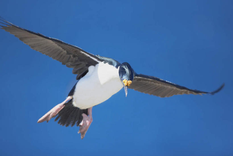 无人,横图,室外,特写,白天,仰视,美景,鸟,飞翔,伸展,张开,展翅,阴影,飞行,光线,翅膀,鸬鹚,鸟类,影子,景观,翱翔,注视,飞,捕鱼,一只,蓝色,蓝天,天空,阳光,自然,天,观察,看,景色,晴朗,观看,察看,关注,自然风光,鱼鹰,水老鸦,张开翅膀,万里无云,展开翅膀,晴空,晴空万里,彩图,低角度拍摄,全身