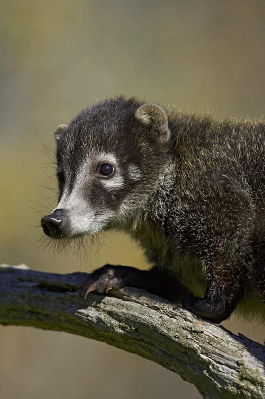 手,无人,站,竖图,室外,特写,白天,侧面,美景,植物,野生动物,美国,阴影,朦胧,模糊,光线,影子,景观,枝条,注视,树,树木,树枝,一只,绿色,阳光,自然,动物,观察,看,站着,手部,景色,可爱,搭,活泼,生长,成长,观看,察看,北美,北美洲,搭着,关注,自然风光,美洲,浣熊,明尼苏达州,北亚美利加洲,亚美利加洲,明尼苏达,北星之州,白鼻豿,虬枝,枝杈,站立,半身,彩图