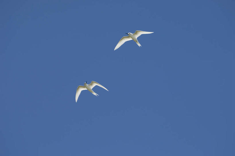 横图,室外,白天,仰视,旅游,度假,美景,海鸟,海鸥,鸟,法国,欧洲,飞翔,伸展,张开,展翅,阴影,飞行,光线,翅膀,鸟类,影子,景观,翱翔,娱乐,飞,蓝色,蓝天,天空,阳光,自然,天,两只,享受,休闲,景色,放松,晴朗,自然风光,张开翅膀,波利尼西亚,法属波利尼西亚,万里无云,法兰西共和国,法兰西第五共和国,土阿莫土群岛,展开翅膀,晴空,晴空万里,彩图,低角度拍摄,全身