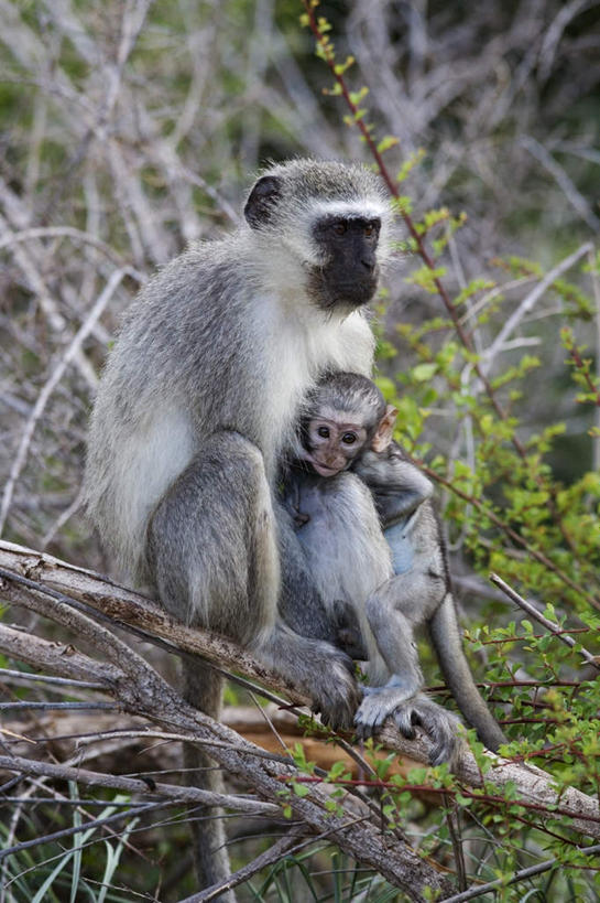 无人,站,坐,竖图,室外,白天,正面,旅游,度假,美景,植物,哺乳动物,猴,野生动物,猴子,叶子,非洲,南非,阴影,光线,影子,景观,绿叶,枝条,注视,娱乐,树,树木,树枝,阳光,自然,动物,观察,看,靠,靠着,倚靠,站着,两只,享受,休闲,嫩叶,景色,放松,可爱,活泼,观看,察看,倚着,关注,自然风光,阿非利加洲,长尾叶猴,南非共和国,虬枝,枝杈,叶,叶片,站立,坐着,彩图,全身