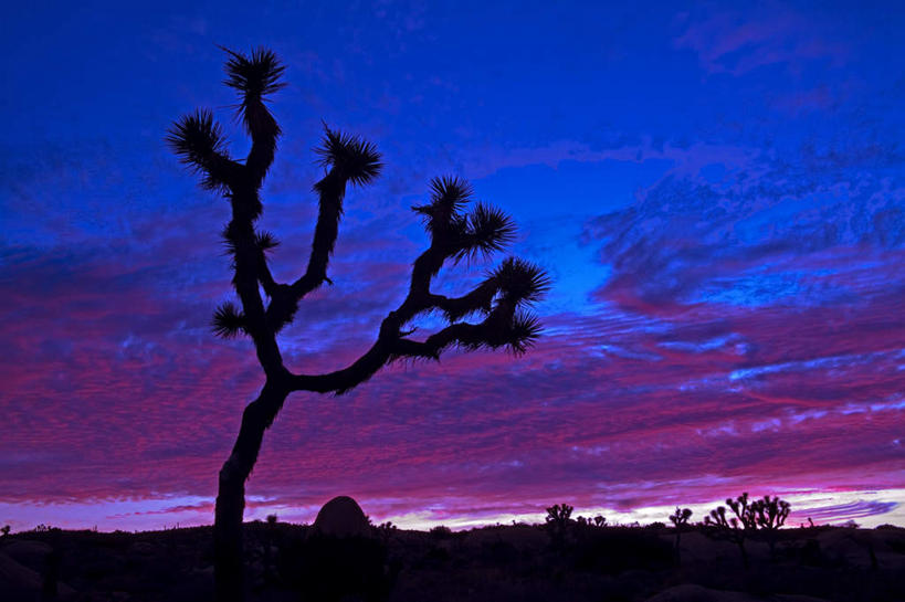 无人,横图,室外,白天,仰视,旅游,度假,美景,日落,沙漠,植物,龙舌兰,美国,阴影,光线,影子,景观,晚霞,霞光,落日,背光,娱乐,树,树木,绿色,阳光,自然,黄昏,享受,休闲,景色,彩霞,放松,生长,成长,北美,北美洲,加利福尼亚,自然风光,美洲,逆光,加州,加利福尼亚州,金州,黄金州,北亚美利加洲,亚美利加洲,毛边丝兰,软叶丝兰,丝兰,夕照,番麻,大漠,砂漠,夕阳,彩图,低角度拍摄,斜阳,龙舌掌