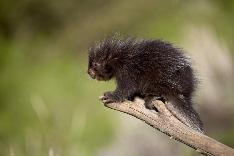 无人,站,横图,室外,白天,侧面,旅游,度假,草地,草坪,美景,植物,豪猪,野生动物,美国,阴影,朦胧,模糊,光线,影子,景观,枝条,注视,娱乐,草,树,树木,树枝,一只,绿色,阳光,自然,动物,观察,看,站着,享受,休闲,景色,放松,观看,察看,北美,北美洲,关注,自然风光,美洲,凶猛,蒙大拿州,北亚美利加洲,亚美利加洲,蒙大拿,长空之乡,财富之州,虬枝,枝杈,残暴,凶残,箭猪,站立,彩图,全身