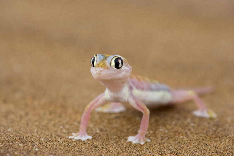 无人,站,横图,室外,白天,正面,旅游,度假,美景,沙漠,壁虎,野生动物,非洲,纳米比亚,阴影,朦胧,模糊,光线,爬行动物,影子,景观,注视,娱乐,一只,阳光,自然,动物,观察,看,站着,享受,休闲,景色,放松,观看,察看,关注,自然风光,纳米比亚共和国,大漠,砂漠,蝎虎,守宫,抬头,仰头,站立,彩图,全身