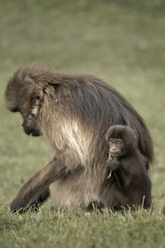 无人,家庭,坐,竖图,室外,白天,侧面,旅游,度假,草地,草坪,美景,植物,哺乳动物,野生动物,非洲,埃塞俄比亚,握,狒狒,景观,拿,拿着,注视,娱乐,草,绿色,自然,动物,观察,看,两只,享受,休闲,温暖,温馨,一家人,景色,放松,握着,活泼,观看,和睦,察看,关注,自然风光,阿非利加洲,埃塞俄比亚联邦民主共和国,狮尾狒狒,红心狒狒,吉尔达狒狒,狮尾狒,坐着,彩图,全身,融洽