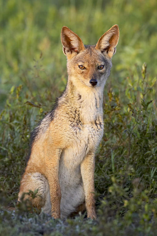 无人,公园,坐,竖图,室外,白天,正面,旅游,度假,草地,草坪,美景,植物,狼,野生动物,非洲,坦桑尼亚,阴影,光线,影子,景观,注视,娱乐,草,一只,绿色,阳光,自然,动物,观察,看,享受,休闲,景色,放松,观看,察看,国家公园,关注,自然风光,凶猛,东非,塞伦盖蒂国家公园,坦桑尼亚联合共和国,胡狼,黑背豺,黑背胡狼,残暴,凶残,灰狼,坐着,彩图,全身,犬科动物