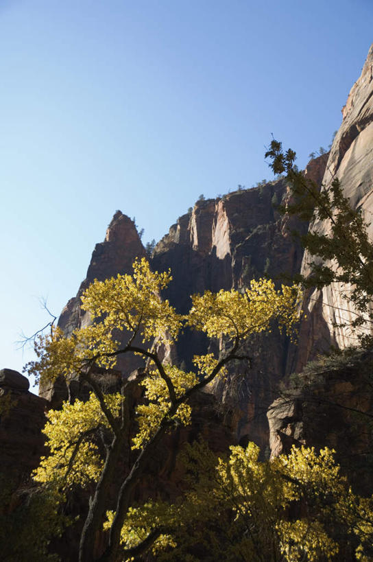 无人,公园,竖图,室外,白天,仰视,旅游,度假,石头,美景,沙漠,植物,美国,阴影,光线,石子,影子,景观,娱乐,树,树木,蓝色,绿色,蓝天,天空,阳光,自然,天,享受,休闲,景色,放松,生长,晴朗,成长,北美,北美洲,犹他州,自然风光,美洲,万里无云,北亚美利加洲,亚美利加洲,犹他,蜂窝之州,蜂房州,锡安国家公园,宰恩国家公园,大漠,砂漠,石块,岩石,晴空,晴空万里,彩图,低角度拍摄