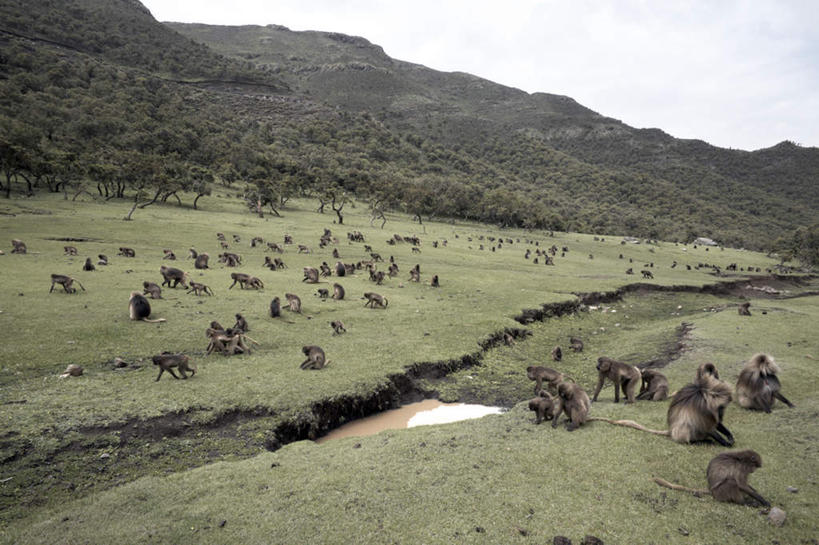 无人,坐,走,横图,室外,白天,正面,旅游,度假,草地,草坪,美景,山,山脉,植物,哺乳动物,野生动物,非洲,埃塞俄比亚,一群,许多,狒狒,景观,山峰,山峦,很多,注视,娱乐,草,树,树木,绿色,自然,动物,群山,观察,看,享受,休闲,景色,放松,活泼,生长,成长,观看,察看,关注,自然风光,阿非利加洲,埃塞俄比亚联邦民主共和国,狮尾狒狒,红心狒狒,吉尔达狒狒,狮尾狒,步行,散步,走路,坐着,彩图,全身