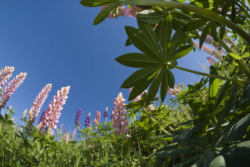 无人,横图,室外,白天,仰视,草地,草坪,美景,植物,叶子,加拿大,阴影,新鲜,光线,影子,景观,羽扇豆,绿叶,鲁冰花,草,树,树木,蓝色,绿色,蓝天,天空,阳光,自然,天,嫩叶,景色,母爱,生长,晴朗,成长,青春,北美,北美洲,生命,自然风光,美洲,和平,安详,万里无云,北亚美利加洲,亚美利加洲,奉献,无私,苦涩,冷色,加斯佩半岛,叶,叶片,晴空,晴空万里,彩图,低角度拍摄