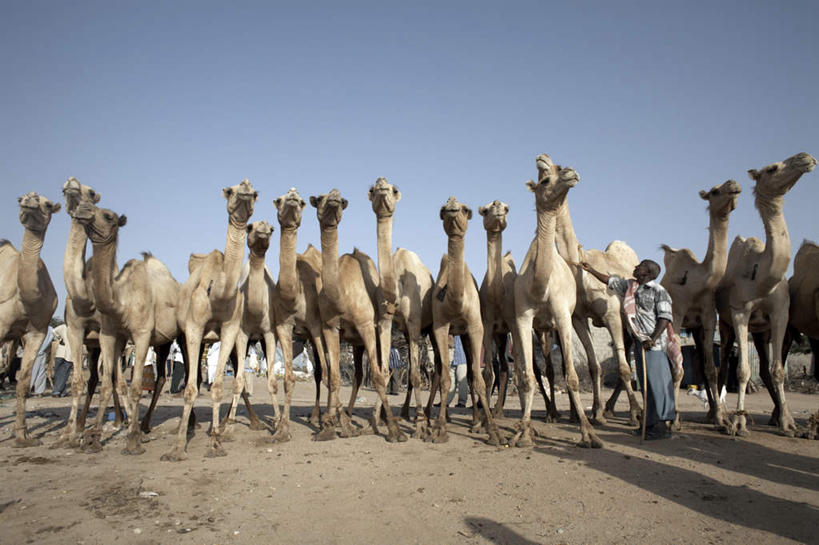 西方人,手,一个人,站,横图,室外,白天,仰视,旅游,度假,石头,野生动物,欧洲,非洲,索马里,黑人,欧洲人,仅一个男性,仅一个人,仅一个中年男性,一排,许多,握,阴影,服装,整齐,光线,石子,影子,拿,拿着,注视,休闲装,娱乐,骆驼,排列,衣服,蓝色,蓝天,天空,阳光,动物,天,观察,看,站着,享受,休闲,手部,休闲服,放松,握着,运输,服饰,晴朗,观看,察看,队列,关注,万里无云,沙漠之舟,阿非利加洲,索马里半岛,索马里联邦,索马里联邦共和国,男人,男性,中年男性,非洲人,石块,岩石,晴空,晴空万里,站立,彩图,低角度拍摄,全身