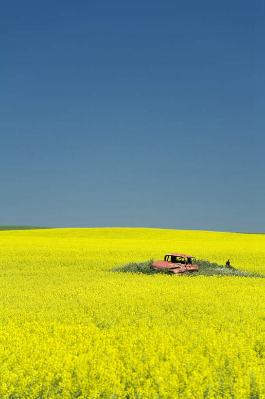 无人,竖图,室外,白天,正面,旅游,度假,花海,花圃,美景,植物,汽车,叶子,美国,阴影,盛开,光线,影子,地平线,景观,辽阔,地面,花蕾,娱乐,车,花,花瓣,花朵,花卉,鲜花,黄色,蓝色,绿色,蓝天,天空,阳光,自然,交通工具,轿车,花丛,花束,花田,天,花苞,花蕊,油菜花,享受,休闲,广阔,景色,放松,晴朗,一望无际,北美,北美洲,自然风光,载具,延伸,毁坏,美洲,万里无云,天地相交,北亚美利加洲,亚美利加洲,北达科他,北达科他州,苏族之州,金翼啄木鸟尾之州,无边无际,一马平川,晴空,晴空万里,彩图,芸苔,芸薹