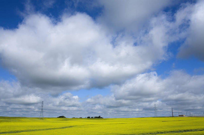 无人,横图,室外,白天,正面,旅游,度假,花海,花圃,美景,植物,叶子,美国,阴影,盛开,电力,光线,钢材,电缆,电线,影子,支架,景观,云,云朵,花蕾,云彩,娱乐,电塔,花,花瓣,花朵,花卉,鲜花,树,树木,黄色,蓝色,绿色,白云,蓝天,天空,阳光,自然,花丛,花束,花田,天,花苞,花蕊,油菜花,享受,休闲,景色,放松,生长,能源,晴朗,成长,支撑,资源,北美,北美洲,自然风光,美洲,供电设备,高压电塔,高压输电线,北亚美利加洲,亚美利加洲,高压电线塔,高压塔,北达科他,北达科他州,苏族之州,金翼啄木鸟尾之州,晴空,彩图,芸苔,芸薹