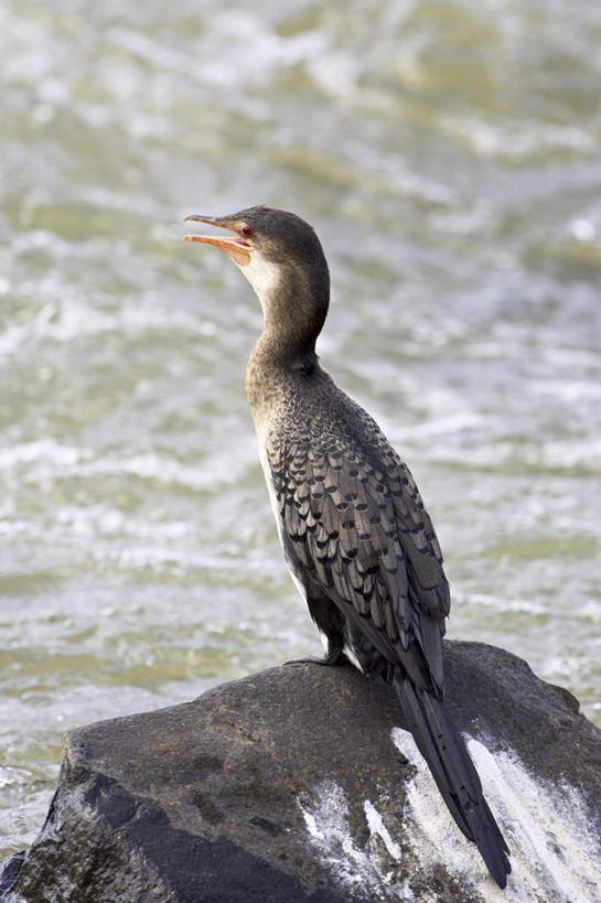 无人,动物园,站,竖图,室外,白天,旅游,度假,海浪,海洋,石头,美景,鸟,非洲,南非,鸬鹚,鸟类,石子,景观,浪花,注视,娱乐,捕鱼,一只,背面,自然,海水,观察,看,站着,享受,休闲,景色,放松,观看,察看,国家公园,关注,自然风光,海景,鱼鹰,水老鸦,克鲁格国家公园,阿非利加洲,德兰士瓦省,南非共和国,大海,风浪,海,海水的波动,近岸浪,石块,岩石,涌浪,站立,彩图,全身